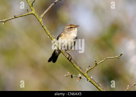 Chiffchaff, Phylloscopus collybita, singolo uccello cantare sul ramo inizio primavera, Warwickshire, Aprile 2012 Foto Stock