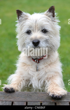 Un Cairn Terrier cane Foto Stock