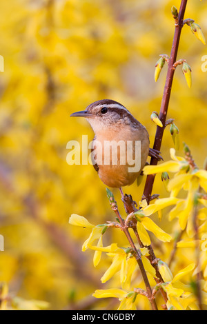 Carolian Wren in Forsythia Bush Fiori wrens uccelli uccelli songbird songbirds Ornithology Scienza natura natura natura ambiente verticale Foto Stock