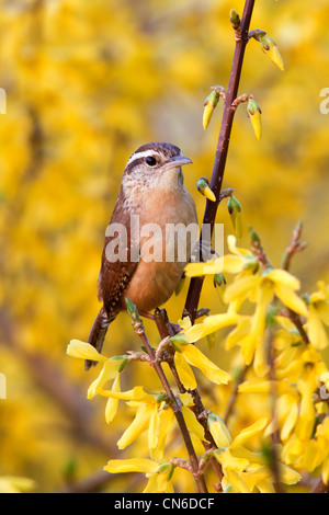 Carolian Wren in Forsythia Bush Fiori wrens uccelli uccelli songbird songbirds Ornithology Scienza natura natura natura ambiente verticale Foto Stock