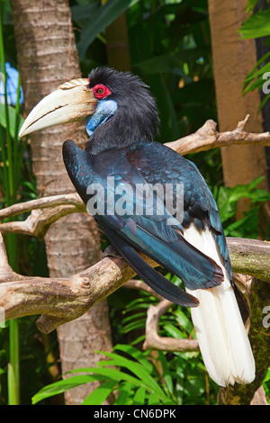 Hornbill in cattività a Bali Bird voliera in Indonesia Foto Stock