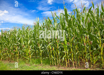 Campo di grano sotto il cielo blu con alcune soffici nuvole Foto Stock