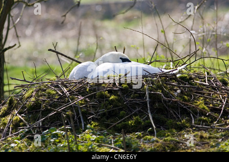 Femmina di cigno sul nido, Donnington, il Costwolds, Gloucestershire, England, Regno Unito Foto Stock