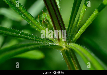 Chiudere dettaglio di Goosegrass / Cleavers - Galium aparine - stelo. (Shallow focus). Foto Stock