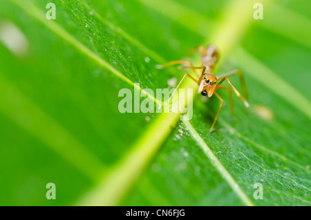 Crociera nella Natura o nel giardino Foto Stock