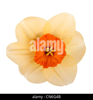 Fiore di colore arancione e rosso, piccolo-cup daffodil cultivar di monete di rame contro uno sfondo bianco square Foto Stock