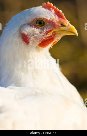 Pollo ruspante di razza Isa 257 effettua il roaming liberamente Sheepdrove a Azienda Agricola Biologica , Lambourn, Inghilterra Foto Stock