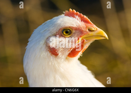 Pollo ruspante di razza Isa 257 effettua il roaming liberamente Sheepdrove a Azienda Agricola Biologica , Lambourn, Inghilterra Foto Stock