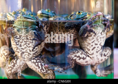 Rane vive per mangiare in jar sul cibo in stallo Keelung (Jilong) Tempio Plaza il Mercato Notturno, Miaokou Yeshi, Keelung Taiwan. JMH5774 Foto Stock