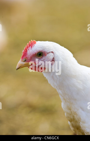 Pollo ruspante di razza Isa 257 effettua il roaming liberamente Sheepdrove a Azienda Agricola Biologica , Lambourn, Inghilterra Foto Stock