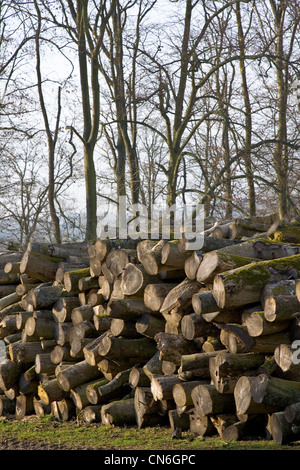 Pila di faggio log essendo condito , Gloucestershire, Regno Unito. Foto Stock