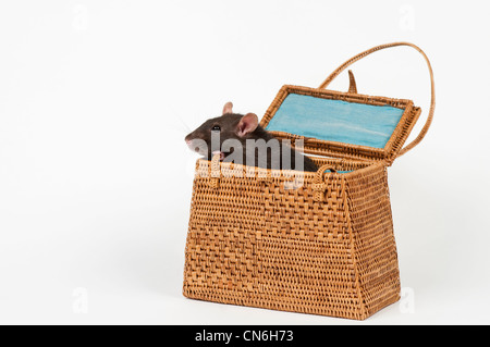 Il Pet rat dentro una borsa di vimini. Foto Stock