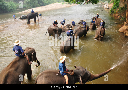 Mahouts lavare i loro elefanti nel fiume a Maetaman Elephant Camp, vicino a Chiang Mai e Chiang Mai Provincia, Thailandia Foto Stock