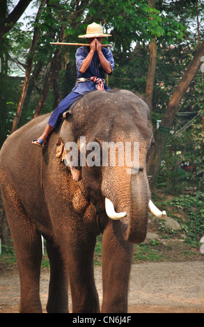 Mahout su elefante a l'Elefante visualizza, Maetaman Elephant Camp, vicino a Chiang Mai e Chiang Mai Provincia, Thailandia Foto Stock