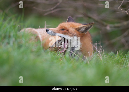 Red Fox 'Vulpes vulpes' Foto Stock