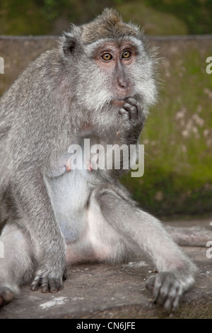 Monkey pensando a Monkey Forest. Bali Indonesia. Foto Stock