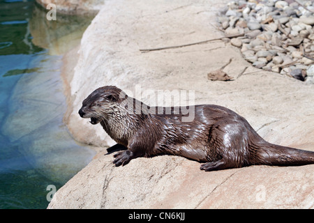 Nord America Lontra di fiume, Lutra canadensis, chiamato anche la Lontra di fiume nordamericana o la lontra comune. Foto Stock