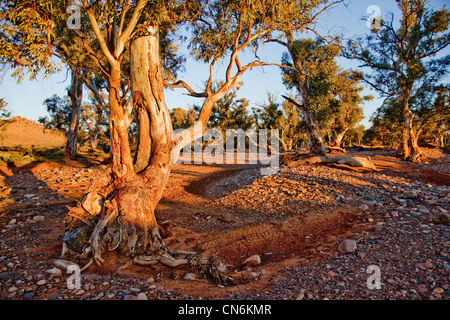 Gli alberi di gomma in un torrente. Flinders Ranges Australia del Sud. Foto Stock