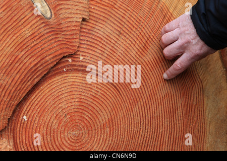 Un mans dito il conteggio degli anelli di albero su un recentemente abbattute Abete Douglas tee in Scozia Foto Stock