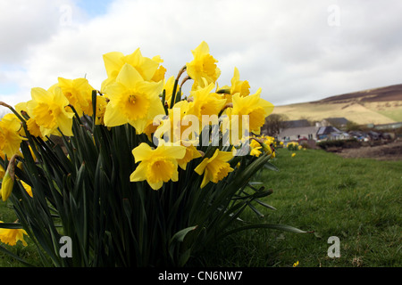 I narcisi in fiore Foto Stock