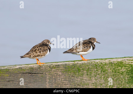 Due turnstones camminando lungo un frangiflutti a Leysdown-on-Sea, Isle of Sheppey, Kent. Foto Stock