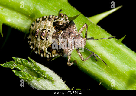 Un finale ninfa instar della foresta bug a piedi lungo un rovo stelo a Sevenoaks riserva faunistica, Kent. Foto Stock