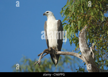 Bianco-gonfiato aquila del mare appollaiato su un albero morto all'alba sul fiume giallo, il Parco Nazionale Kakadu. Foto Stock