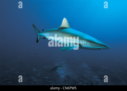 Grey Reef shark Carcharhinus amblyrhynhos, Bora Bora Polinesia Francese Foto Stock
