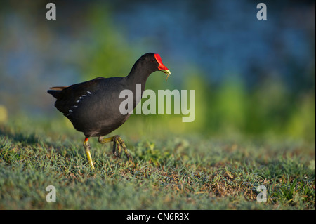 Alimentazione Moorhen sulle rive dell'Haines Creek fiume in Lake County Leesburg, Florida USA Foto Stock