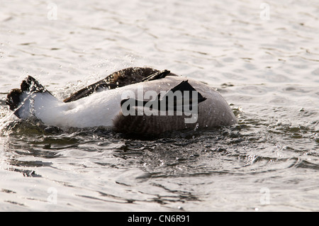 Un adulto Canada goose (Branta canadensis) girata completamente capovolto durante un bagno in un lago. Gennaio. Foto Stock