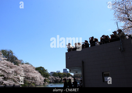 Le persone si radunano per la fioritura dei ciliegi la visualizzazione sul primo fine settimana di aprile. La piattaforma di osservazione è pieno di gente. Foto Stock