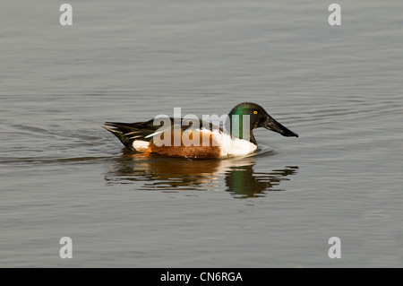 Un maschio adulto mestolone (Anas clypeata) in inverno piumaggio, nuoto su una laguna a RSPB Titchwell Marsh, Norfolk. Febbraio. Foto Stock