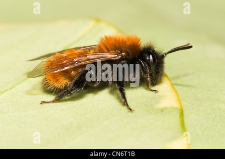 Un allocco mining bee (Andrena fulva) bagni di sole su una variegata foglia di edera, in un giardino in Belvedere, Kent. Aprile. Foto Stock