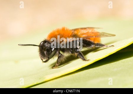 Un allocco mining bee (Andrena fulva) bagni di sole su una variegata foglia di edera, in un giardino in Belvedere, Kent. Aprile. Foto Stock