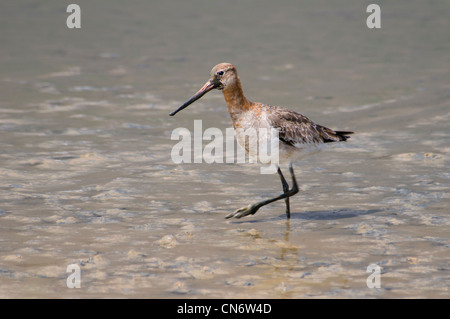 Un nero-tailed godwit inoltrarmi nel fango alla RSPB Minsmere. Maggio. Foto Stock