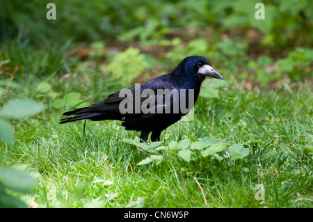 Un rook rovistando sul terreno nel bosco. Maggio. Foto Stock