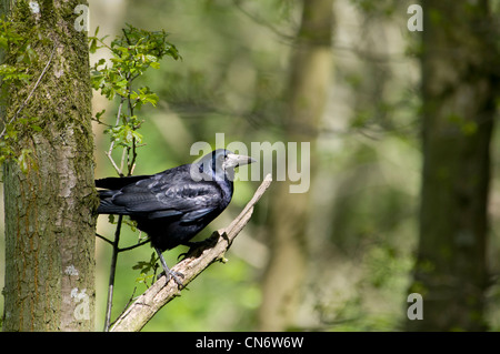 Un rook (Corvus frugilegus) appollaiato in un albero nel bosco a Morpeth, Northumberland. Maggio. Foto Stock