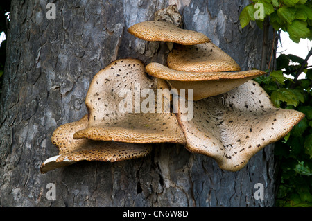 Una molto grande della Driade sella (fungo Polyporus squamosus) che cresce su un albero vicino a Alnwick, Northumberland. Maggio. Foto Stock