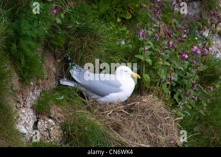 Un gabbiano aringhe (Larus argentatus) nidificazione sulla scogliera a RSPB Bempton Cliffs, East Yorkshire. Maggio. Foto Stock