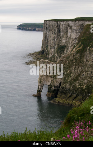 Una vista generale della RSPB Bempton Cliffs, East Yorkshire. Maggio. Foto Stock