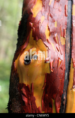 Arancione/giallo e rossastro Arbutus albero con corteccia di cicatrice e con albero verde foresta in background Foto Stock