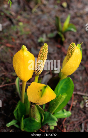 Skunk cavolo fiori Foto Stock