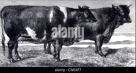 Vincitore del premio bovini provenienti dal Royal Agricultural Society's show nel Parco di Battersea, Londra Inghilterra, Regno Unito. Originale incisione Vittoriano datato 12 luglio 1862 Foto Stock