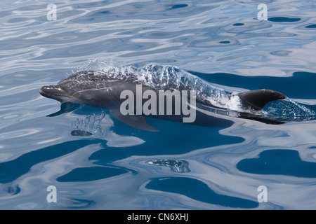 Comune di delfini tursiopi, Tursiops truncatus, pavimentazione. Costa Rica, Oceano Pacifico. Foto Stock