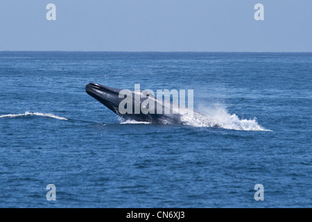 La balenottera azzurra (Balaenoptera Musculus) violare, estremamente rara immagine inusuale. Monterey, Oceano Pacifico. Non una manipolazione digitale. Foto Stock