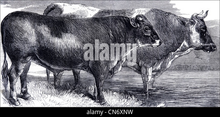 Vincitore del premio bovini provenienti dal Royal Agricultural Society's show nel Parco di Battersea, Londra Inghilterra, Regno Unito. Originale incisione Vittoriano datato 12 luglio 1862 Foto Stock