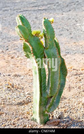 Il Cactus che cresce su Lanzarote la roccia vulcanica Foto Stock