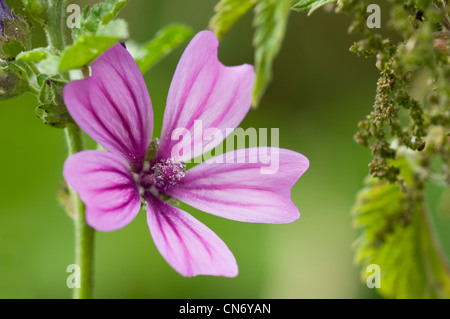 Comune (malva Malva Sylvestris) cresce a Crossness Riserva Naturale, Bexley, Kent. Giugno. Foto Stock