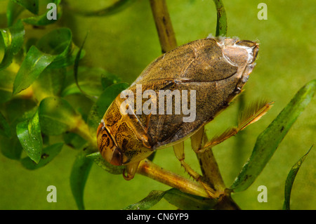 Un piattino bug nuoto attraverso lo stagno di erbaccia Priory acqua Riserva Naturale, Leicestershire. Fotografato in un serbatoio e rilasciato. Maggio Foto Stock