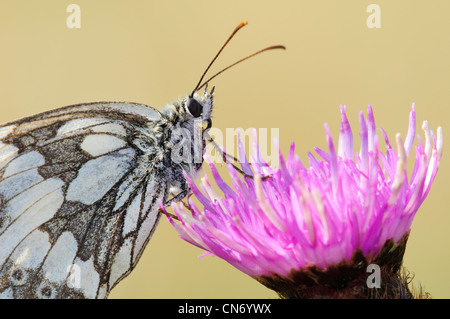 Close up di un bianco marmo butterfly appollaiato su un fiore di cardo in Hadleigh Country Park, Essex. Foto Stock